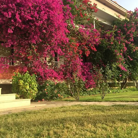 Hotell Palmiye